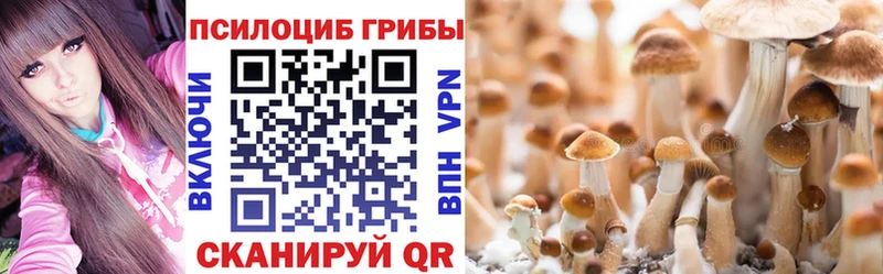 закладки  Свободный  Галлюциногенные грибы Psilocybine cubensis 